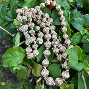 Vintage Monet multi strands Gold Swirl Bead bow tie clasp Choker Necklace 70’s